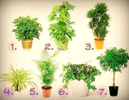 7 лучших растений для очистки воздуха